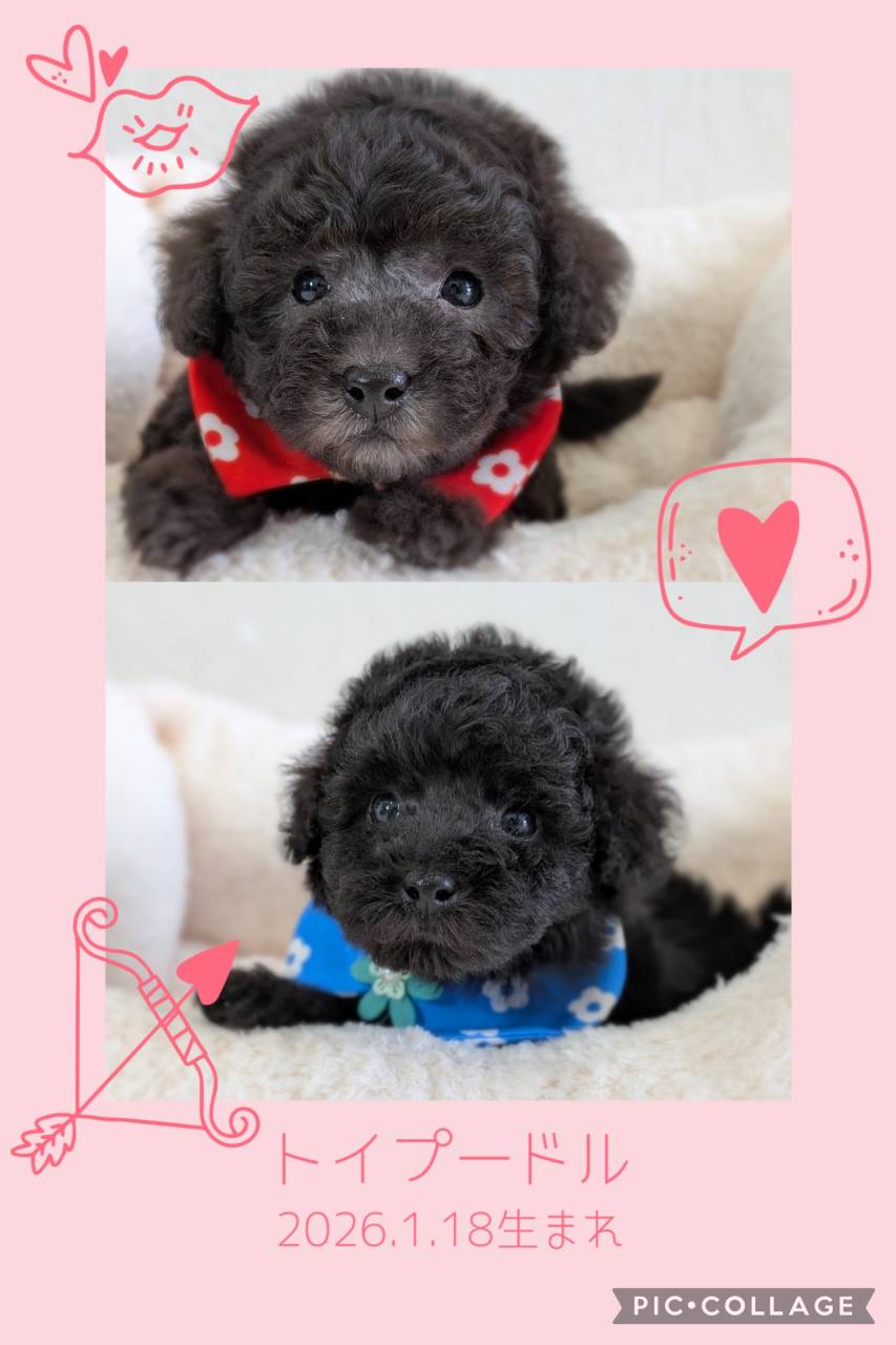 プードルのご家族様を募集します