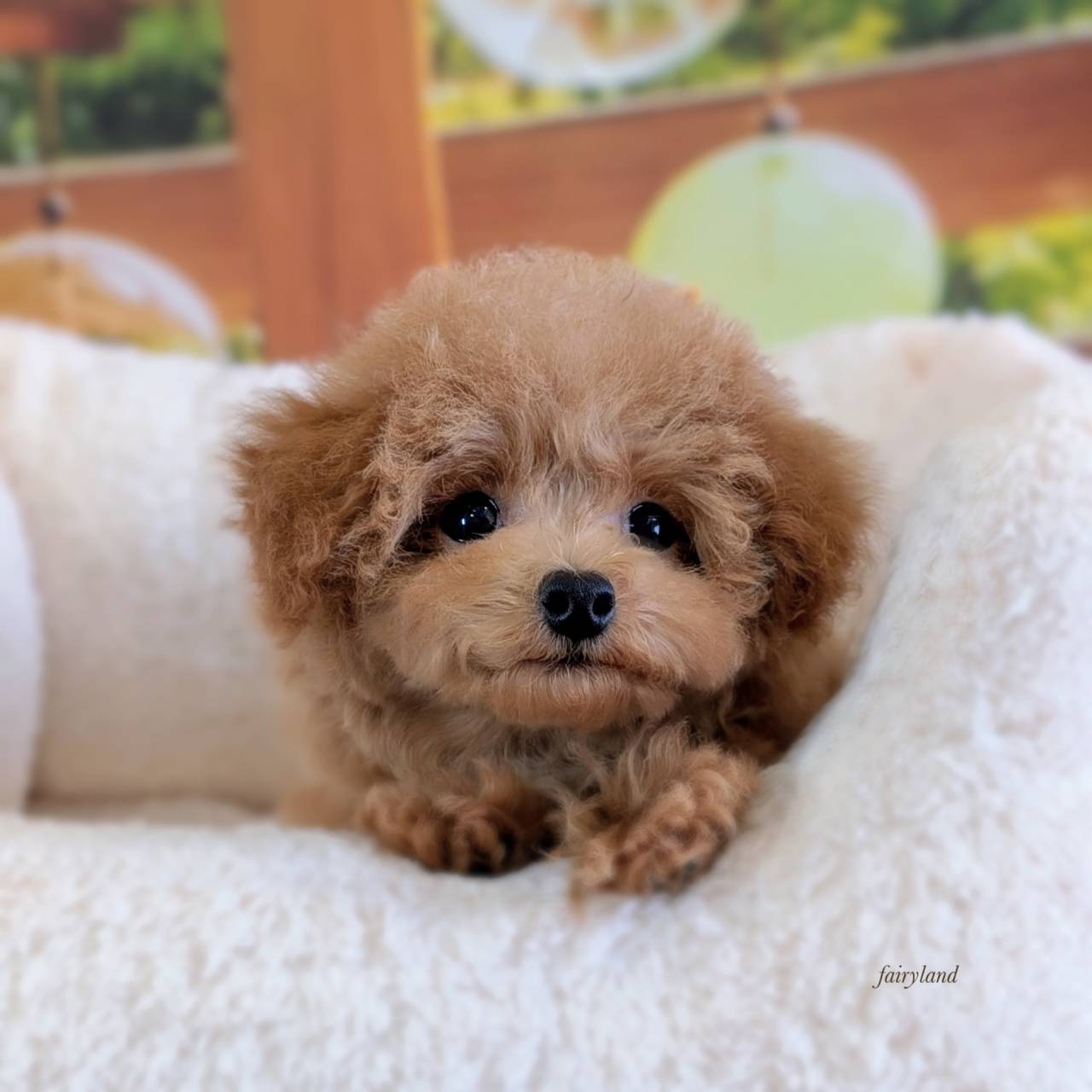 淡い毛色のトイプードル女の子|元気いっぱいの子犬が巣立ちました