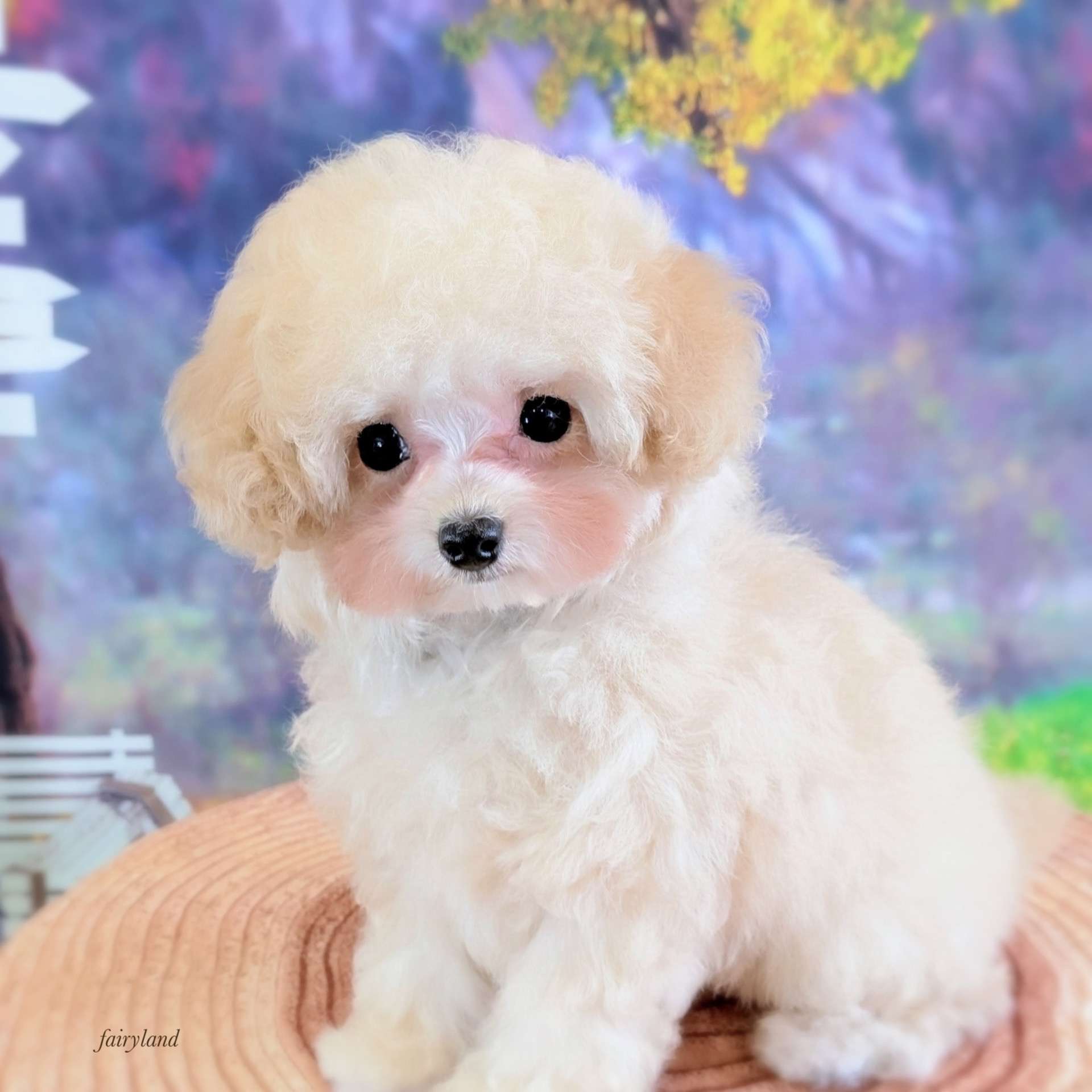 トイプードル子犬の巣立ち|北海道から迎えていただいたご縁